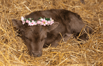 Baby:Tug3anmwsk0= Cow