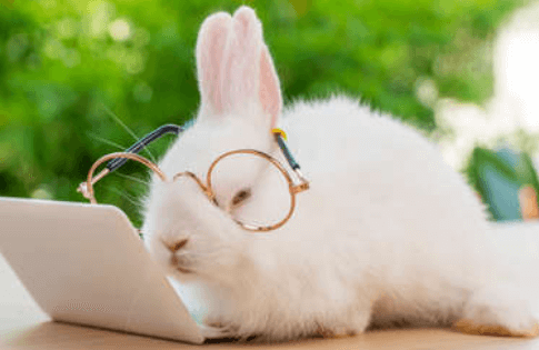 Cute:G20bacyjnym= Bunny