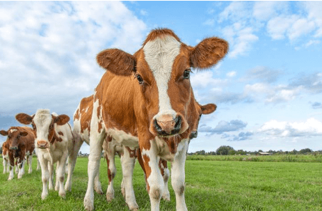 Baby:Tug3anmwsk0= Cows