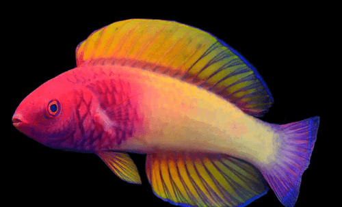 Ocean:_R-Pnrohkyq= Fish