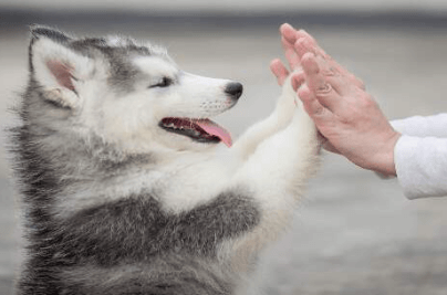 Puppy:Iuuiiqqqwao= Dog
