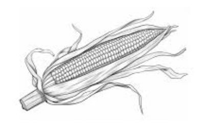 Drawing:Oonij0pwk0w= Corn